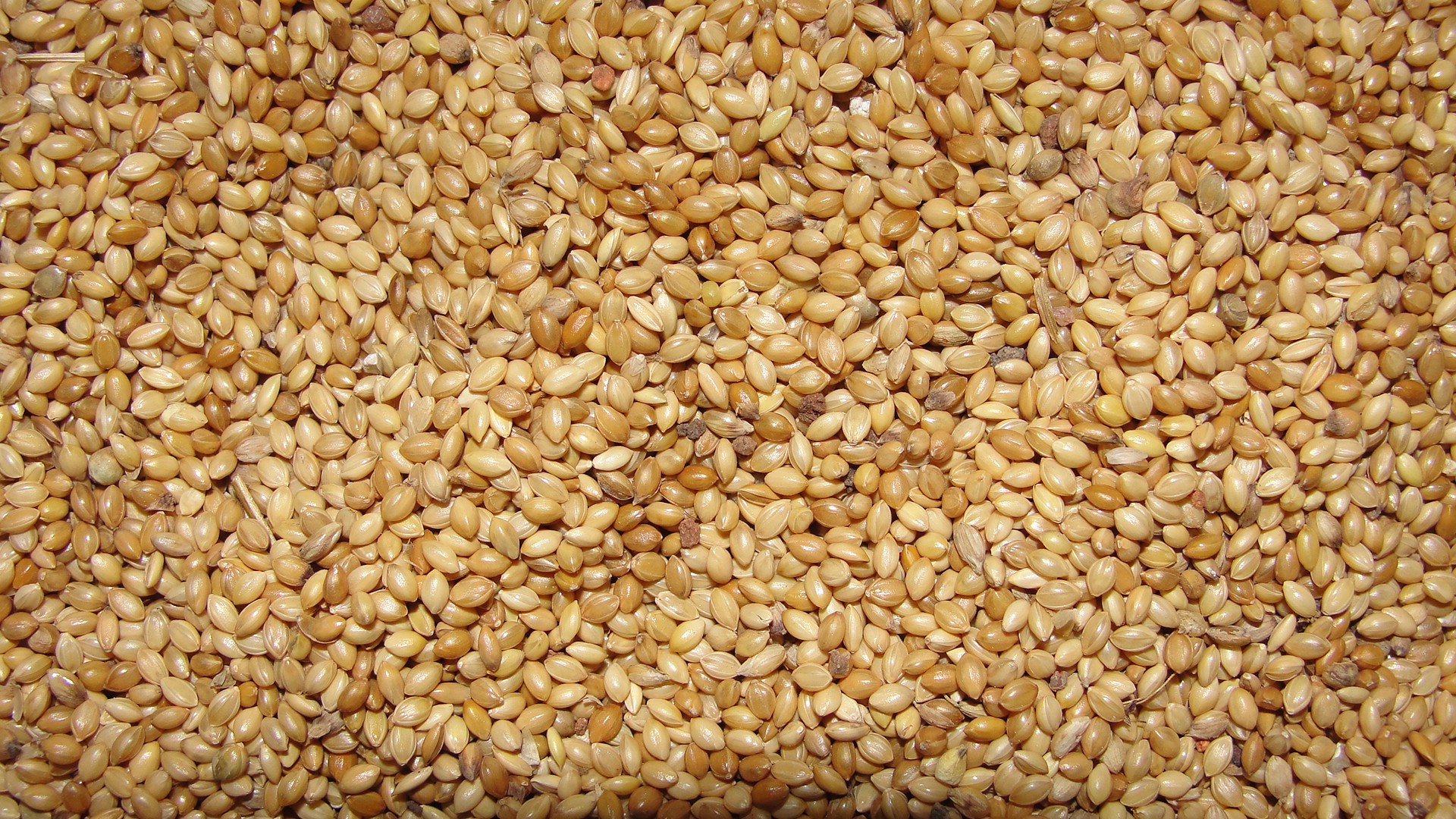 Millets/khandsari